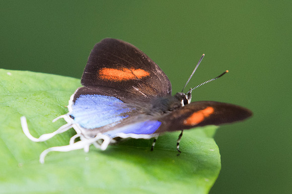 Drupadia ravindra boisduvalii-6243 - Phanom Bencha Mountain - 24/11/23