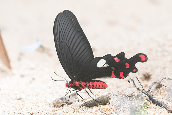 Atrophaneura polyeuctes polyeuctes-5940 - Chiang Dao - 12/03/23