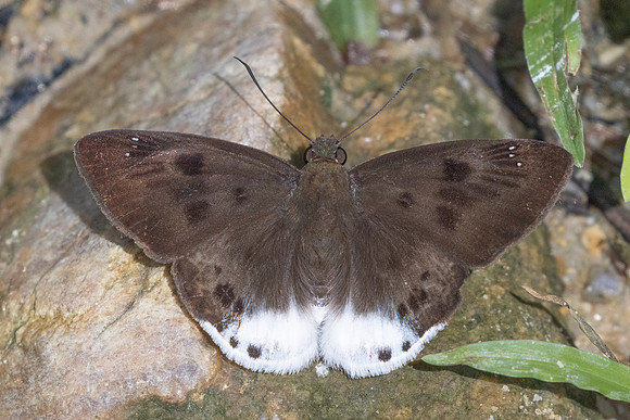 Tagiades gana-9767