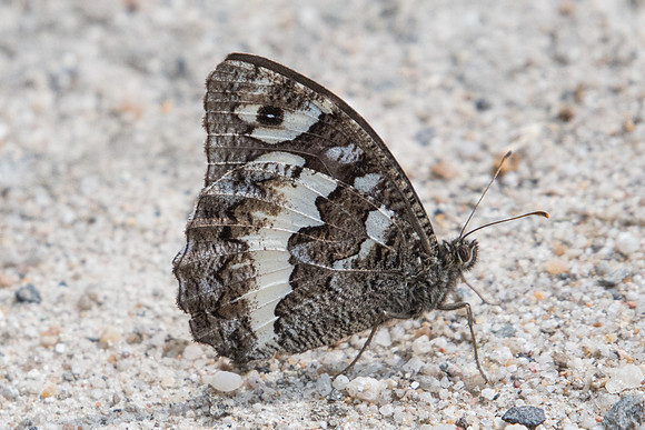 Brintesia circe-9990 - Parc de la Brenne - 1/07/23