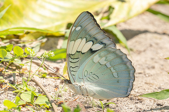 Euthalia patala-3733 - Doi Inthanon - 23/03/25