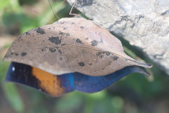 Kallima incognita-3313 - Chiang Dao - 15/11/23