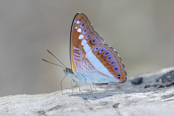 Sumalia daraxa-3505