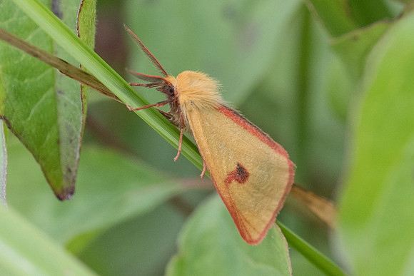 Dicrisia sannio_7847 -  Manre - 2/08/20