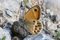 Coenonympha dorus-1656