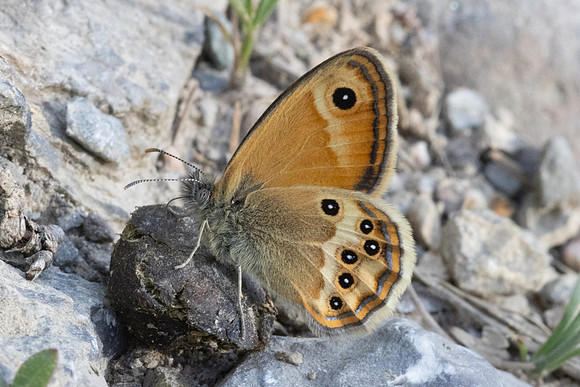 Coenonympha dorus-1656