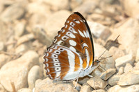 Athyma asura-1120 - Chiang Dao - 17/03/25