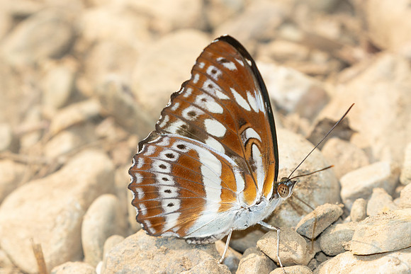 Athyma asura-1120 - Chiang Dao - 17/03/25