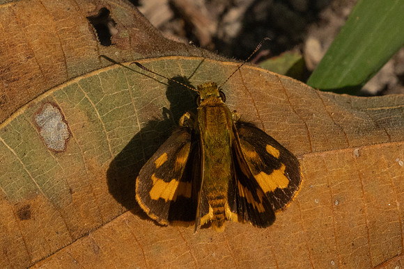 Potanthus confucius id --4212