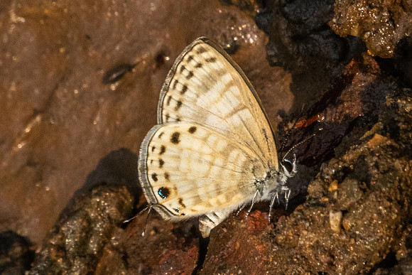 Nacaduba angusta-1500