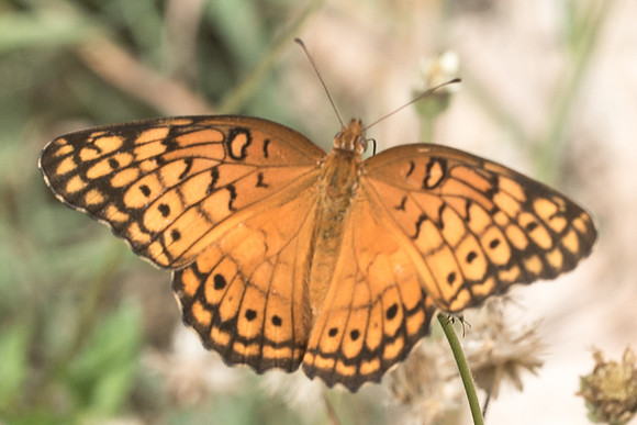 Euptoieta claudia-6081