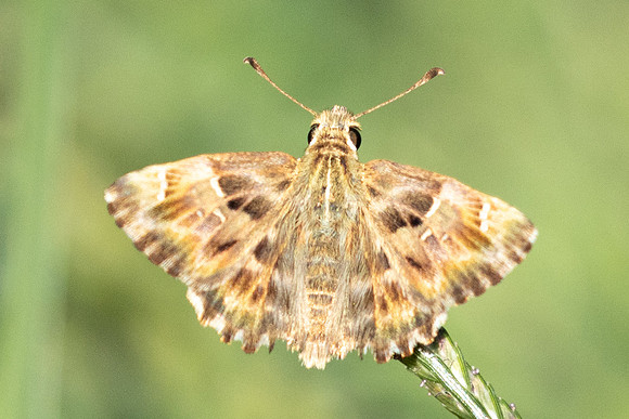 Carcharodus alceae-0153 - Gulhane park, Istambul - 12/09/24