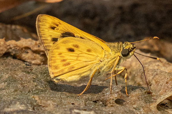 Thoressa masoni-1299