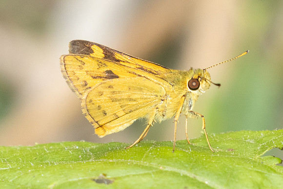 Potanthus-2495