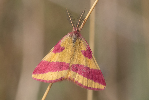 Lythria cruentaria-8854- Fontainebleau - 4/08/24