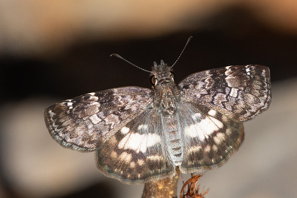 Chiomara asychis-1191