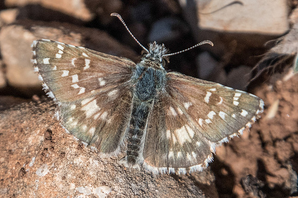 Pyrgus cirsii-1766 - Cipieres - 26/09/20