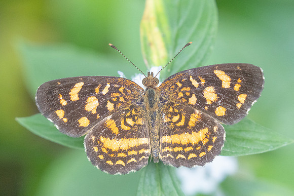 Anthanassa tulcis-9680 - Barichara - 5/06/24