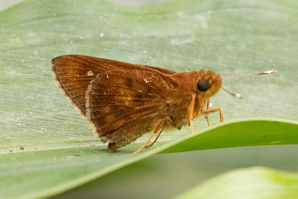 Zographetus ogygioides-2482