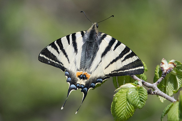 Iphiclides poladirius-8688