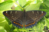 Limenitis populi-0081