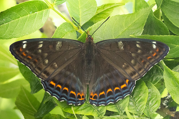 Limenitis populi-0081