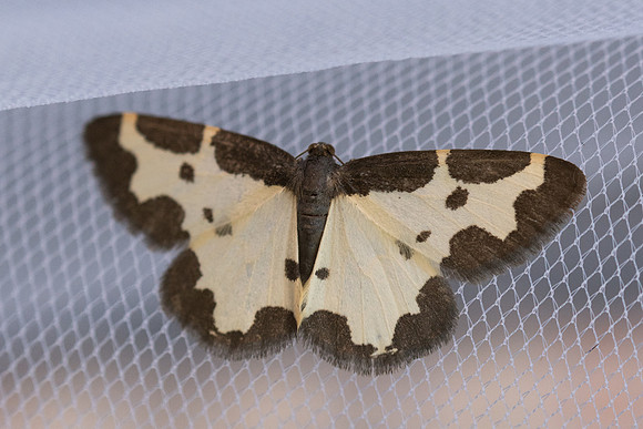 Lonaspilis marginata
