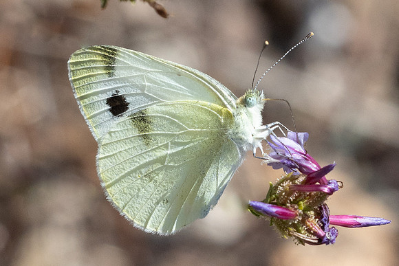 Pieris krueperi-0905 - Antalya, Termessos - 16/09/24