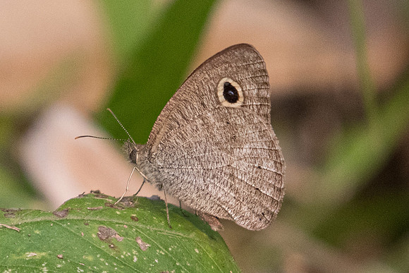 Ypthima evansi-7845  - Chiang Dao - 10/03/23