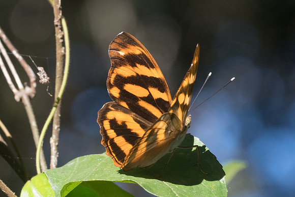 Herona marathus marathus-3083 - - Chiang Rai - 18/11/23