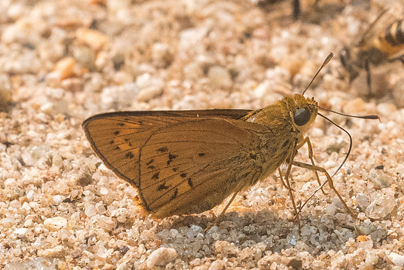 Pothantus sp-9052- Chiang Dao  - 11/03/23