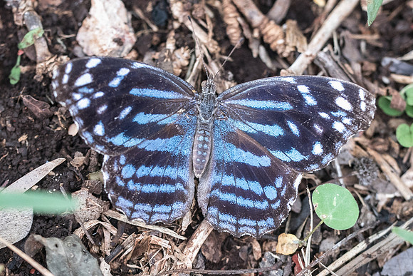 Myscelia ethusa-5851