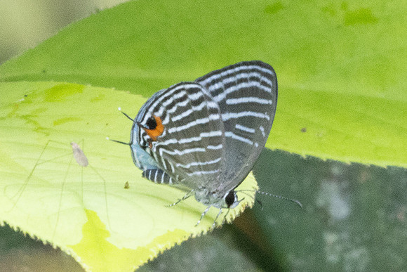 Jamides malaccanus-8666