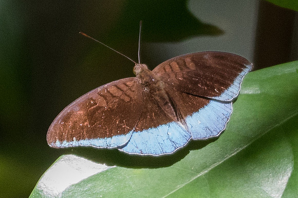 Cynitia sp-7056Khao Phanom Bencha National Park - 28/11/23