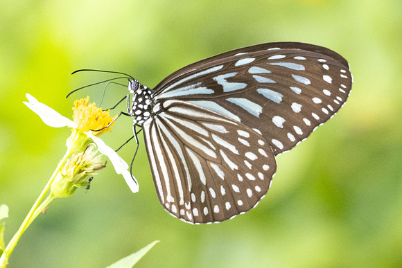 Ideopsis vulgaris-8233 - Sungai Chiling - 9/03/25