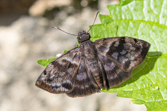 Ebrietas anacreon-3815