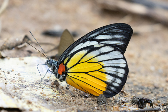 Prioneris philonome-0486