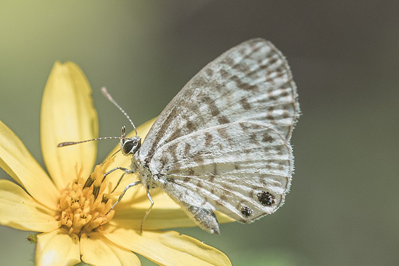 Leptotes cassius --3550