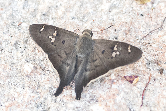 Polythrix asine-5335
