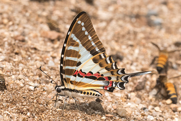 Graphium nomius swinhoei-1078- Chiang Dao  - 11/03/23