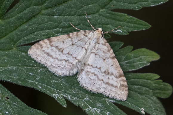 Mesotype verberata-3924