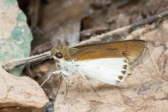 Iton semamora-5620 - Doi Suthep - 27/03/25