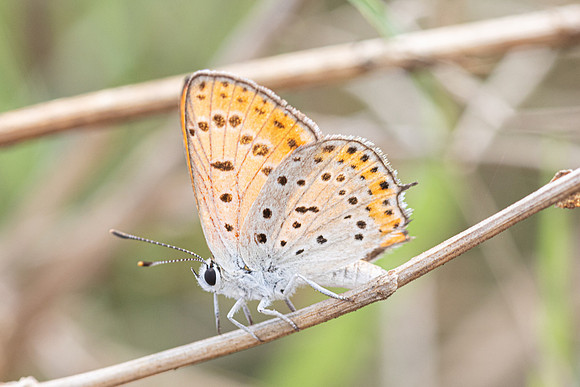 Lycaena thersamon-1435 - Antalya, Pergé - 18/09/24