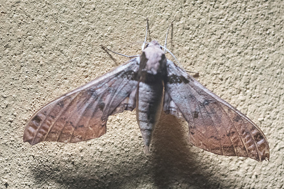 Adhemarius fulvescens-2929