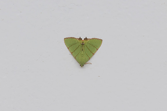 Eulepidotis folium nuit-6042