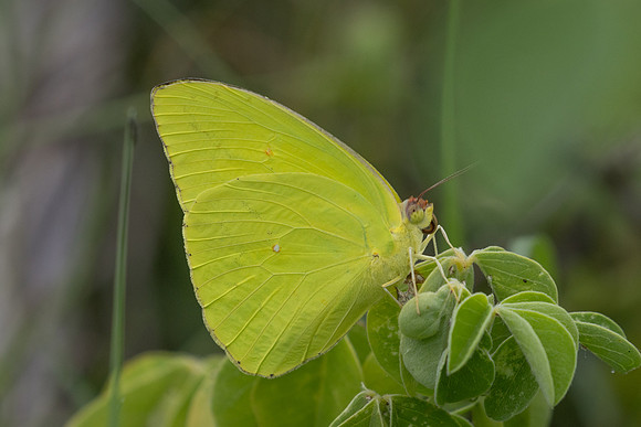Phoebis sennae-9150