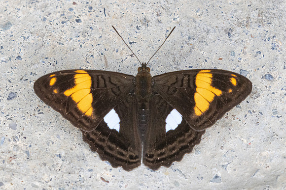 Adelpha justina-6742 - Salento - 17/06/24