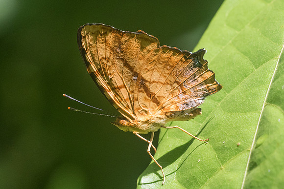 Symbrenthia lilaea-9267 - Chiang Dao - 14/11/23