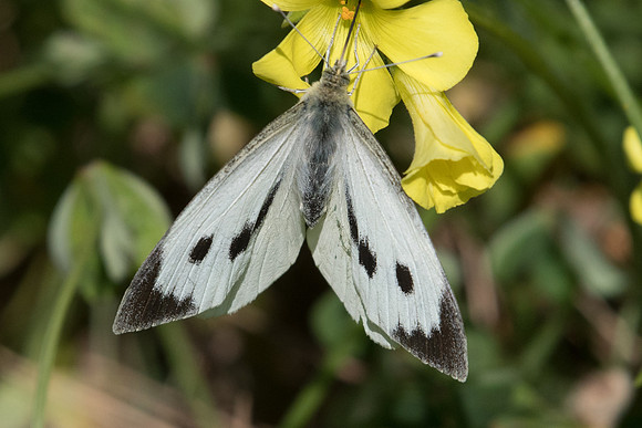 Pieris brassicae ♀-8609  - Conil de la frontera - 12/03/22
