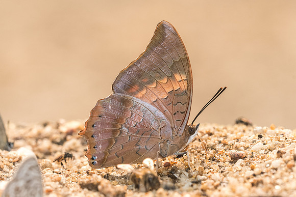 Charaxes bernardus-8417- Chiang Dao  - 11/03/23